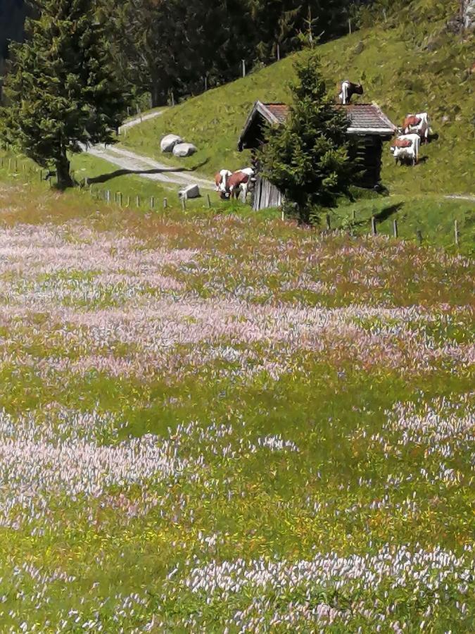 Haus Jessica Incl National Park Sommercard Mittersill Kültér fotó